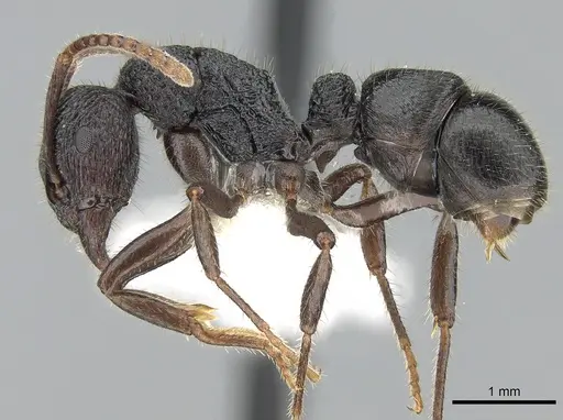 Rhytidoponera koumensis specimen CASENT0281310 image casent0281310_3
