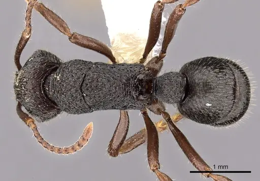 Rhytidoponera koumensis specimen CASENT0900536 image casent0900536_1