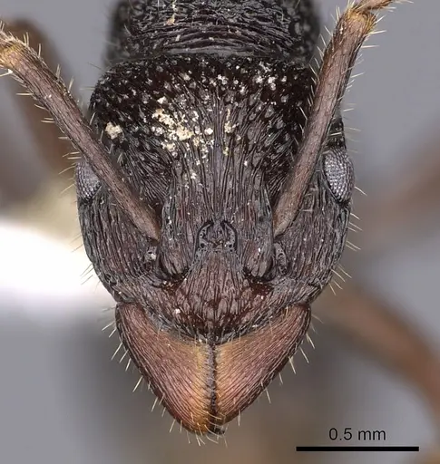 Rhytidoponera koumensis specimen CASENT0900536 image casent0900536_2