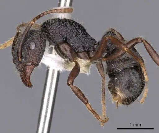 Rhytidoponera koumensis specimen CASENT0900536 image casent0900536_3