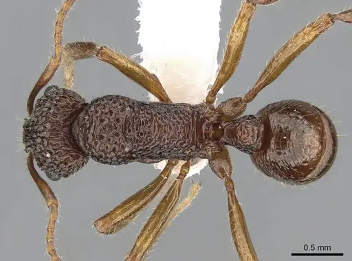 Rhytidoponera kurandensis specimen CASENT0281246 image casent0281246_1