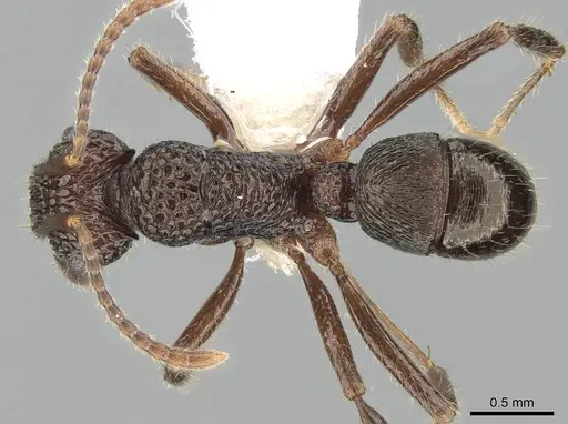 Rhytidoponera kurandensis specimen CASENT0281247 image casent0281247_1