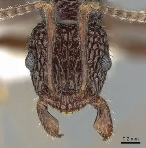 Rhytidoponera kurandensis specimen CASENT0281247 image casent0281247_2