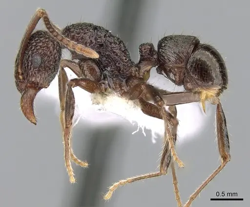Rhytidoponera kurandensis specimen CASENT0281247 image casent0281247_3