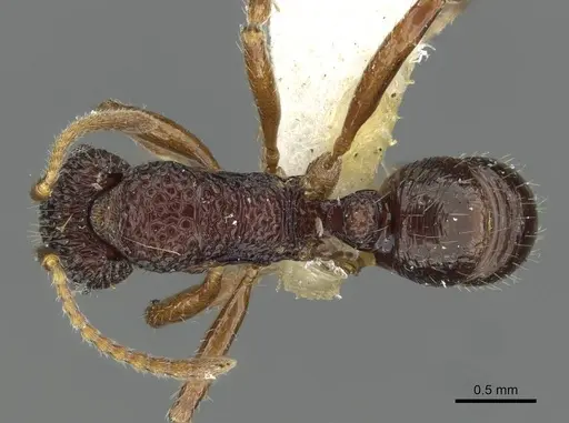 Rhytidoponera kurandensis specimen CASENT0911231 image casent0911231_1