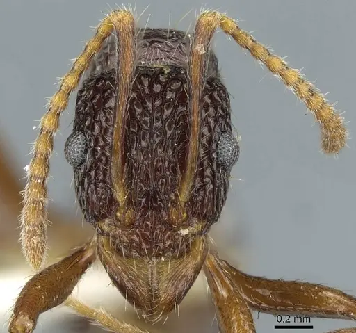 Rhytidoponera kurandensis specimen CASENT0911231 image casent0911231_2