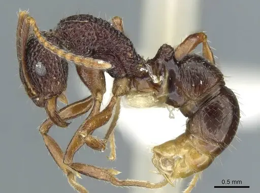 Rhytidoponera kurandensis specimen CASENT0911231 image casent0911231_3