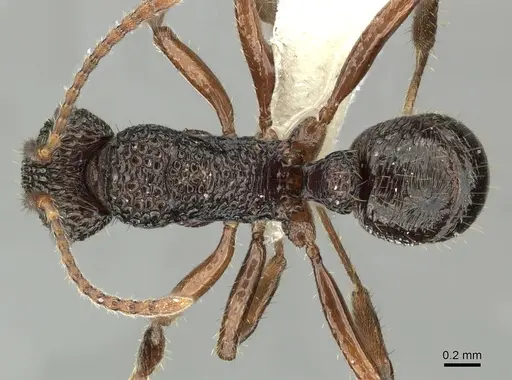 Rhytidoponera kurandensis specimen JTLC000008676 image jtlc000008676_1