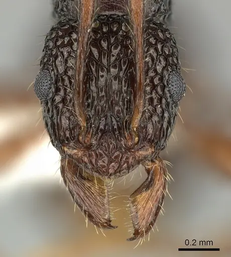 Rhytidoponera kurandensis specimen JTLC000008676 image jtlc000008676_2