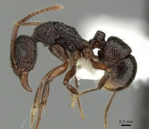 Rhytidoponera kurandensis specimen JTLC000008676 image jtlc000008676_3