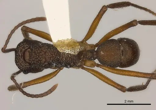 Rhytidoponera laciniosa specimen CASENT0217492 image casent0217492_1