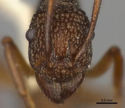 Rhytidoponera laciniosa specimen CASENT0217492 image casent0217492_2