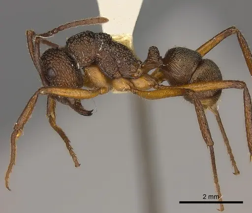 Rhytidoponera laciniosa specimen CASENT0217492 image casent0217492_3