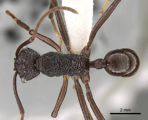 Rhytidoponera laciniosa specimen CASENT0281338 image casent0281338_1