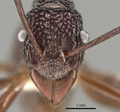 Rhytidoponera laciniosa specimen CASENT0281338 image casent0281338_2