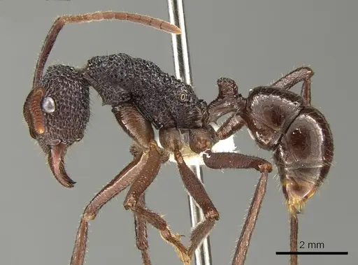 Rhytidoponera laciniosa specimen CASENT0281338 image casent0281338_3