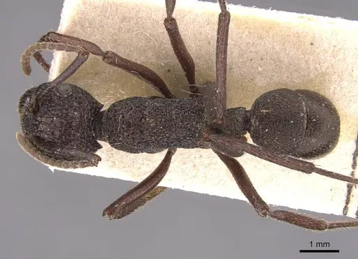 Rhytidoponera laciniosa specimen CASENT0905737 image casent0905737_1