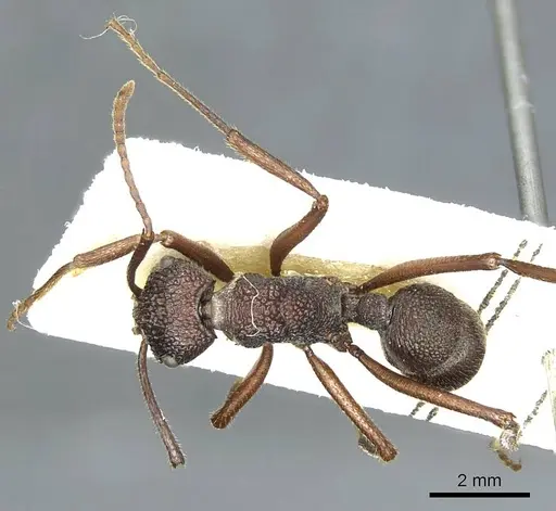 Rhytidoponera laciniosa specimen CASENT0915925 image casent0915925_1