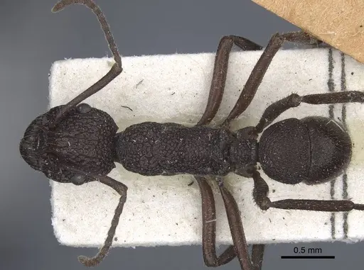 Rhytidoponera laciniosa specimen CASENT0916801 image casent0916801_1