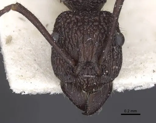 Rhytidoponera laciniosa specimen CASENT0916801 image casent0916801_2