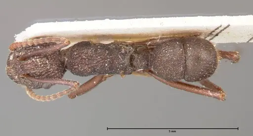 Rhytidoponera laciniosa specimen FOCOL0373 image focol0373_1