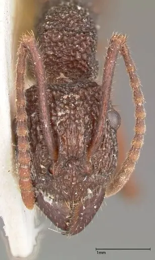 Rhytidoponera laciniosa specimen FOCOL0373 image focol0373_2