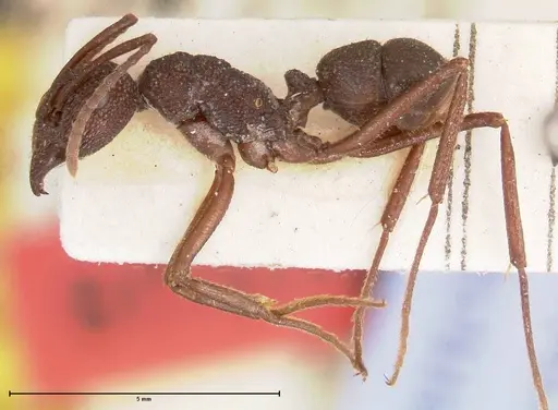 Rhytidoponera laciniosa specimen FOCOL0373 image focol0373_3