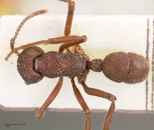 Rhytidoponera laciniosa specimen FOCOL0374 image focol0374_1
