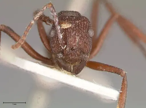 Rhytidoponera laciniosa specimen FOCOL0374 image focol0374_2