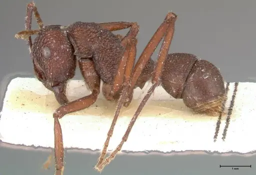 Rhytidoponera laciniosa specimen FOCOL0374 image focol0374_3