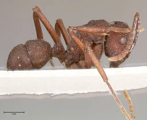 Rhytidoponera laciniosa specimen FOCOL0374 image focol0374_4
