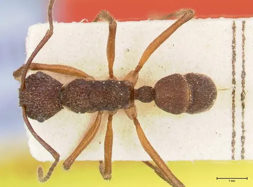 Rhytidoponera laciniosa specimen FOCOL0390 image focol0390_1