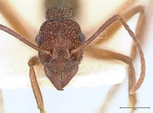 Rhytidoponera laciniosa specimen FOCOL0390 image focol0390_2