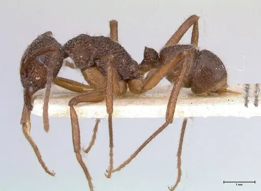 Rhytidoponera laciniosa specimen FOCOL0390 image focol0390_3