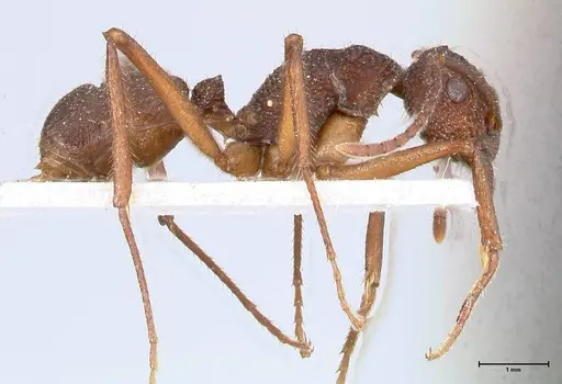 Rhytidoponera laciniosa specimen FOCOL0390 image focol0390_4