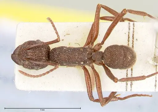 Rhytidoponera laciniosa specimen FOCOL0397 image focol0397_1
