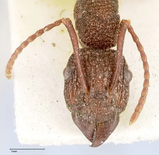 Rhytidoponera laciniosa specimen FOCOL0397 image focol0397_2
