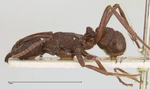 Rhytidoponera laciniosa specimen FOCOL0397 image focol0397_3
