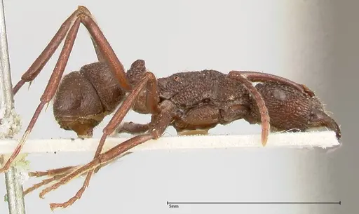Rhytidoponera laciniosa specimen FOCOL0397 image focol0397_4