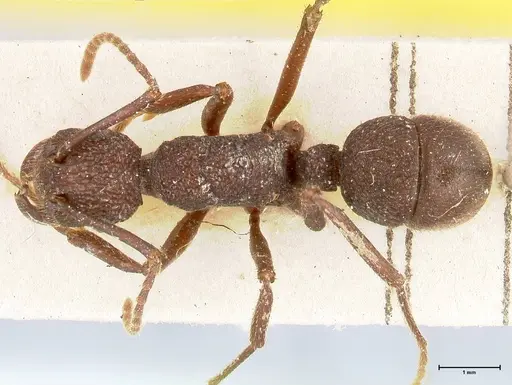 Rhytidoponera laciniosa specimen FOCOL0398 image focol0398_1