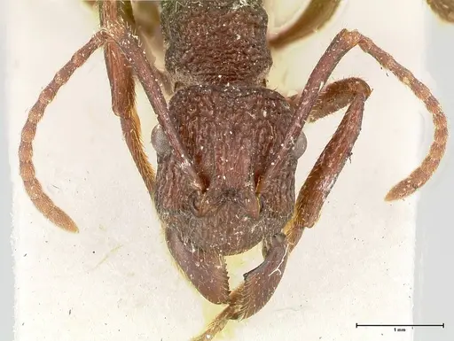 Rhytidoponera laciniosa specimen FOCOL0398 image focol0398_2