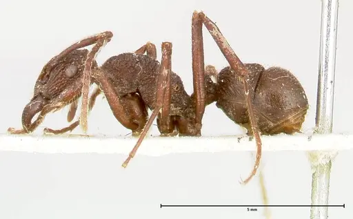 Rhytidoponera laciniosa specimen FOCOL0398 image focol0398_3