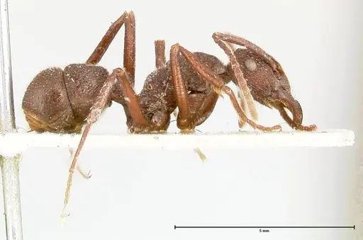 Rhytidoponera laciniosa specimen FOCOL0398 image focol0398_4