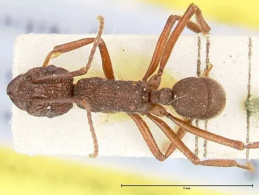 Rhytidoponera laciniosa specimen FOCOL0399 image focol0399_1