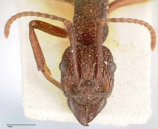 Rhytidoponera laciniosa specimen FOCOL0399 image focol0399_2