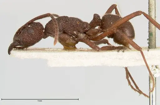 Rhytidoponera laciniosa specimen FOCOL0399 image focol0399_3