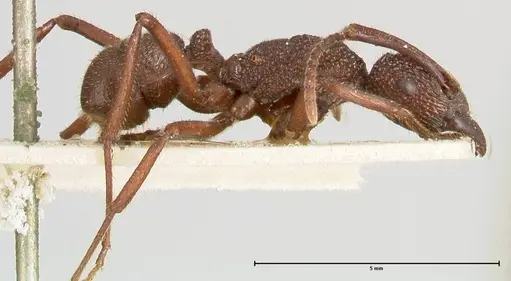 Rhytidoponera laciniosa specimen FOCOL0399 image focol0399_4