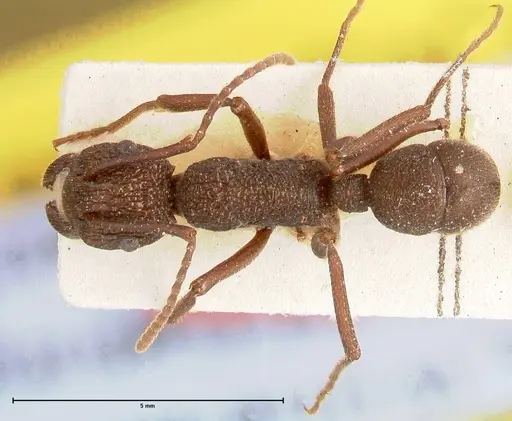 Rhytidoponera laciniosa specimen FOCOL0400 image focol0400_1