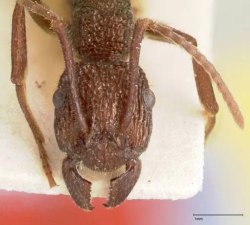 Rhytidoponera laciniosa specimen FOCOL0400 image focol0400_2