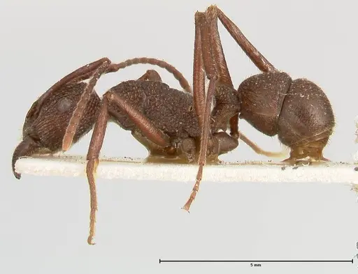 Rhytidoponera laciniosa specimen FOCOL0400 image focol0400_3